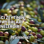 Acı Zeytinin Faydaları Nelerdir?