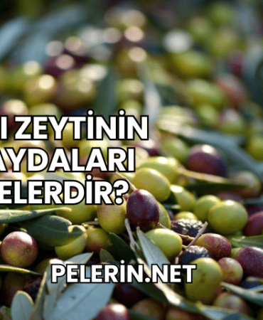 Acı Zeytinin Faydaları Nelerdir?