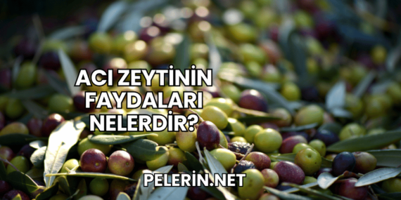 Acı Zeytinin Faydaları Nelerdir?