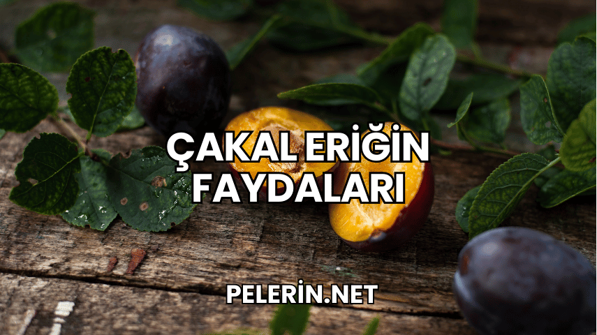 Çakal Eriğin Faydaları