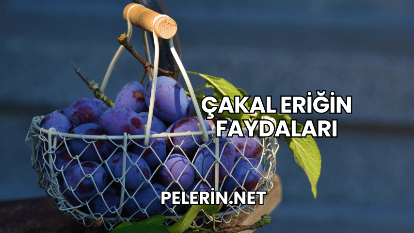 Çakal Eriğin Faydaları