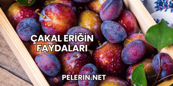 Çakal Eriğin Faydaları