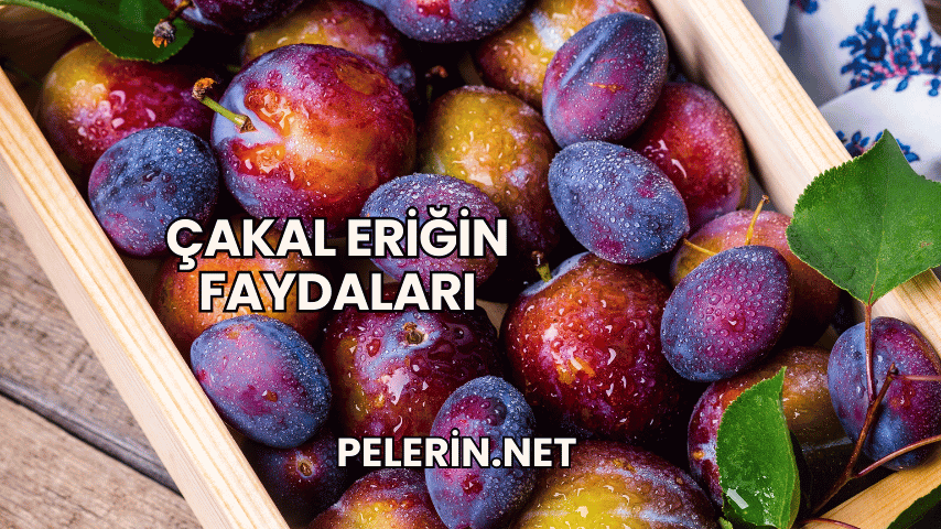 Çakal Eriğin Faydaları