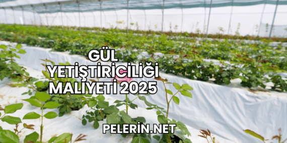 Gül Yetiştiriciliği Maliyeti 2025