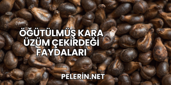 Öğütülmüş Kara Üzüm Çekirdeği Faydaları