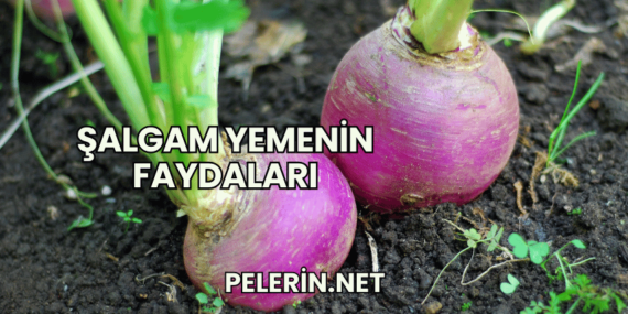 Şalgam Yemenin Faydaları